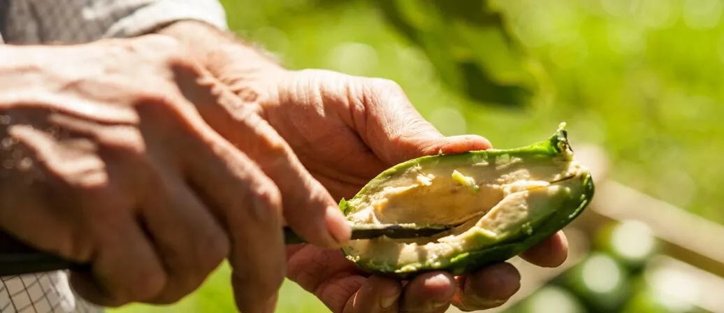 Perché non è una buona idea conservare l'avocado nell'acqua